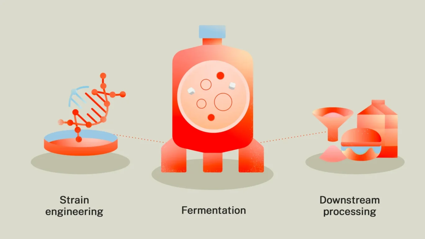 Precision Fermentation process visualized